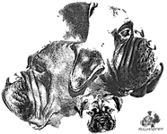 Castro-Castalia Bullmastiffs