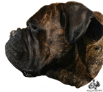 Castro-Castalia Bullmastiffs