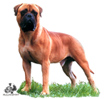 Castro-Castalia Bullmastiffs