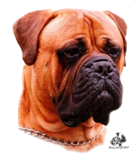 Castro-Castalia Bullmastiffs