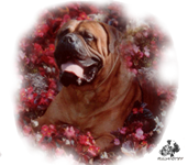 Castro-Castalia Bullmastiffs