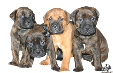 Castro-Castalia Bullmastiffs