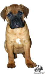 Castro-Castalia Bullmastiffs