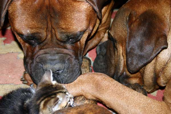 Manual de Nutricion Canina, funcionamiento del aparato digestivo, Castro-Castalia Bullmastiffs