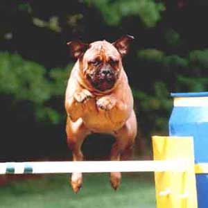 La Funcionalidad de un Bullmastiff, Castro-Castalia Bullmastiffs