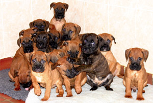 Castro-Castalia Bullmastiffs