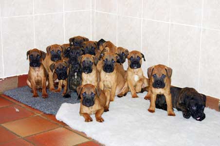 My Idea of a Bullmastiff, Castro-Castalia Bullmastiffs