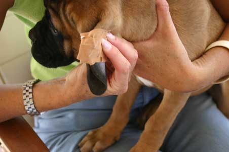 Manual del cachorro, Arreglo de orejas, Castro-Castalia Bullmastiffs