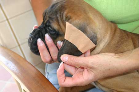 Manual del cachorro, Arreglo de orejas, Castro-Castalia Bullmastiffs