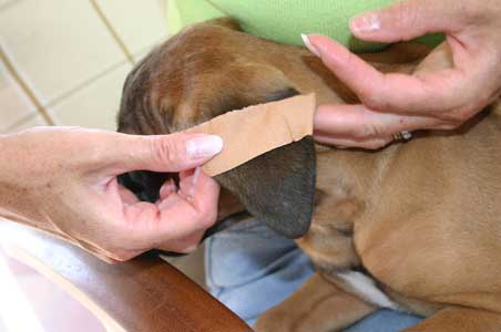 Manual del cachorro, Arreglo de orejas, Castro-Castalia Bullmastiffs