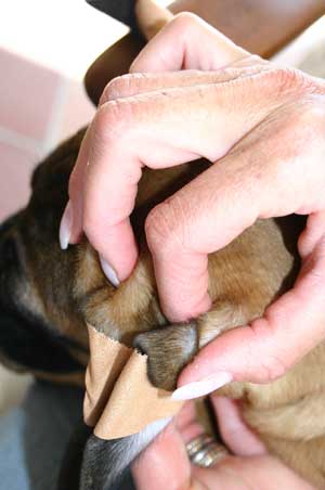 Manual del cachorro, Arreglo de orejas, Castro-Castalia Bullmastiffs