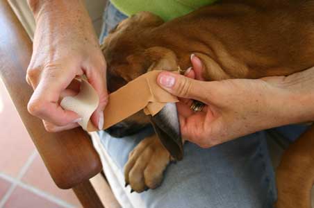 Manual del cachorro, Arreglo de orejas, Castro-Castalia Bullmastiffs