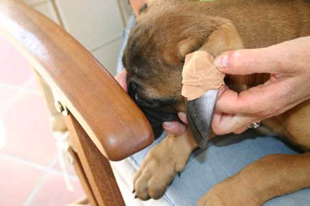 Manual del cachorro, Arreglo de orejas, Castro-Castalia Bullmastiffs