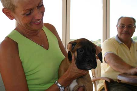 Manual del cachorro, Arreglo de orejas, Castro-Castalia Bullmastiffs