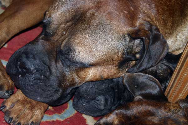 Mi perro no me obedece, Castro-Castalia Bullmastiffs