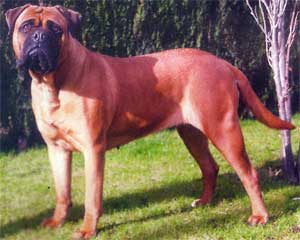 Manual de nutrición canina, Diabetes mellitus, Castro-Castalia Bullmastiffs