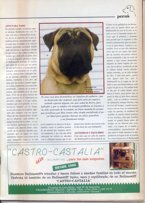 Raza Bullmastiff