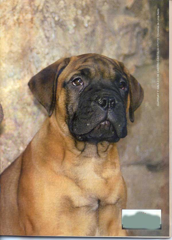 Raza Bullmastiff