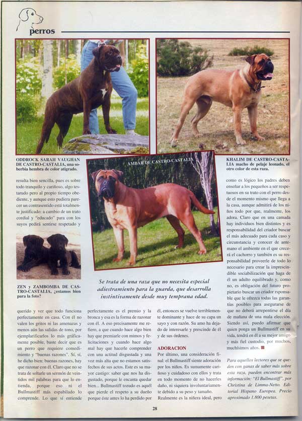 Raza Bullmastiff