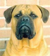 Blood Lines, Castro-Castalia Bullmastiffs