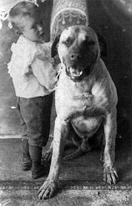 Bullmastiff History, Castro-Castalia Bullmastiffs