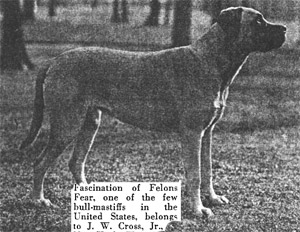 Bullmastiff History, Castro-Castalia Bullmastiffs