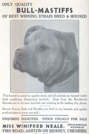 Bullmastiff History, Castro-Castalia Bullmastiffs