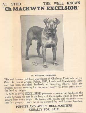 Bullmastiff History, Castro-Castalia Bullmastiffs