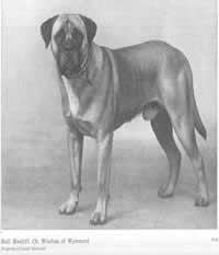 La historia del Bullmastiff, antecedentes de la raza