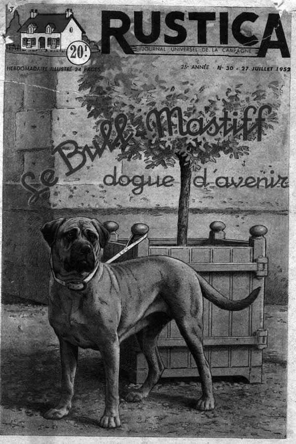 La historia del Bullmastiff, antecedentes de la raza