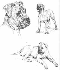 La historia del Bullmastiff, antecedentes de la raza