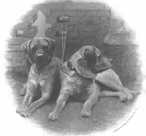 La historia del Bullmastiff, antecedentes de la raza