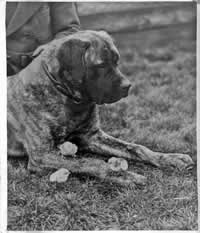 La historia del Bullmastiff, antecedentes de la raza