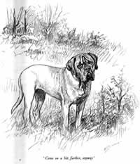 La historia del Bullmastiff, antecedentes de la raza