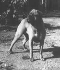 La historia del Bullmastiff, antecedentes de la raza