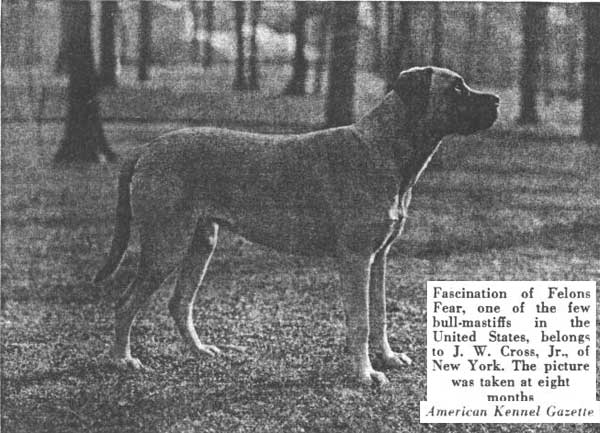 Castro-Castalia Bullmastiffs