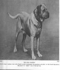 La historia del Bullmastiff, antecedentes de la raza