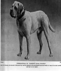 La historia del Bullmastiff, antecedentes de la raza