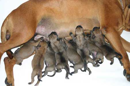 Cachorros de la Camada Autos Locos de Castro-Castalia Bullmastiffs