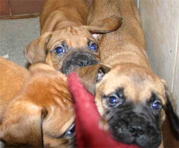 Manual de Nutricion Canina, Aditivos del pienso