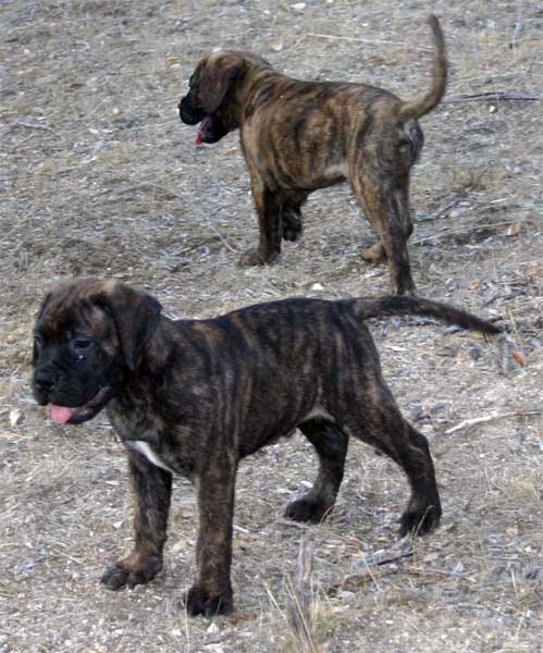 Picara de  Castro-Castalia Bullmastiffs