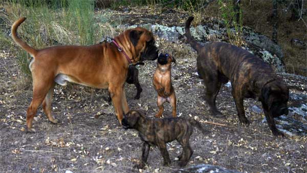 EL Manejo de una Pelea de Perros, Castro-Castalia Bullmastiffs