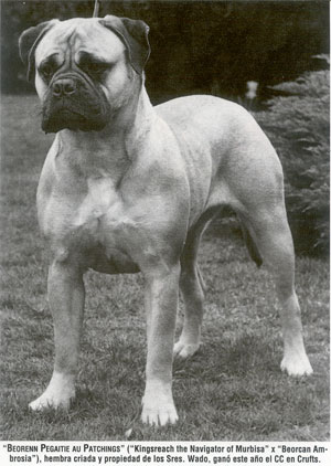 Castro-Castalia Bullmastiffs