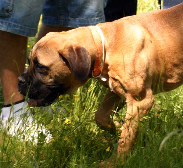 Manual de nutricion canina tipos de alimentacion por edad, Castro-Castalia Bullmastiffs