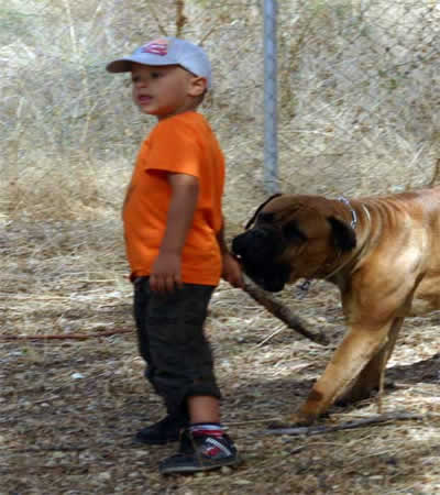 Castro-Castalia Bullmastiffs