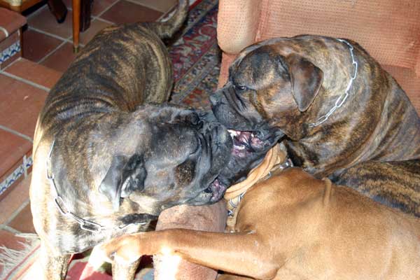 Manual de Nutricion Canina, los lipidos, Castro-Castalia Bullmastiffs