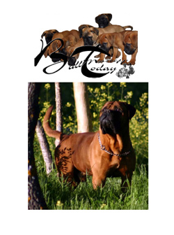 Bullmastiffs Today n 1 Bullmastiffs Today nº 1