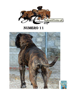 Bullmastiffs Today n 11 Bullmastiffs Today nº 11