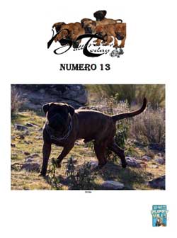 Bullmastiffs Today n 11 Bullmastiffs Today nº 13