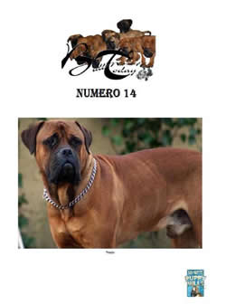 Bullmastiffs Today n 11 Bullmastiffs Today nº 14